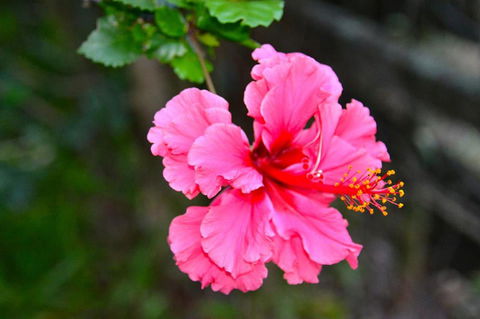 SummerHills Retreat Byron Bay - South Australia Travel 35