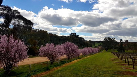 D2 At Watervale - South Australia Travel 22