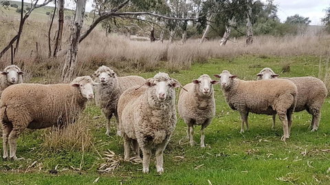 D2 At Watervale - South Australia Travel 24