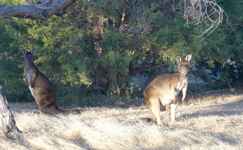 The Cape - South Australia Travel 10