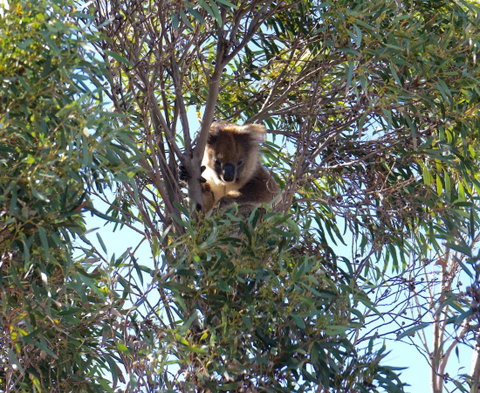 The Cape - South Australia Travel 5
