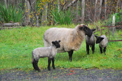 Back Valley Farmstay Bed And Breakfast - South Australia Travel 13