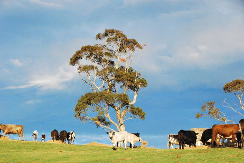 Back Valley Farmstay Bed And Breakfast - South Australia Travel 18