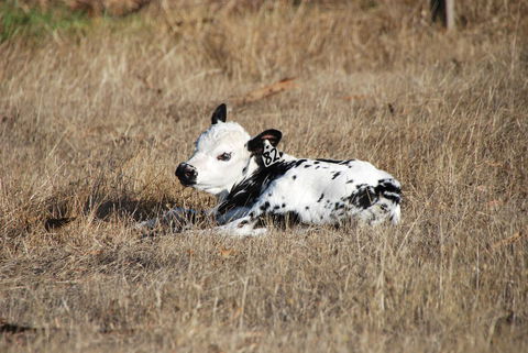 Back Valley Farmstay Bed And Breakfast - South Australia Travel 12