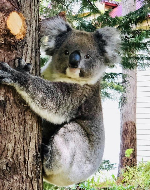 Aldgate Creek Cottage Bed And Breakfast - South Australia Travel 9