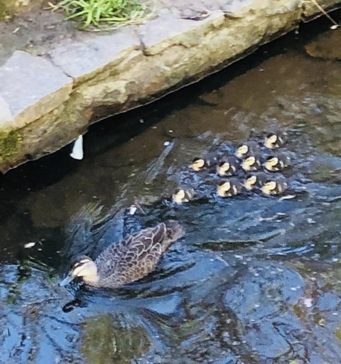 Aldgate Creek Cottage Bed And Breakfast - South Australia Travel 25