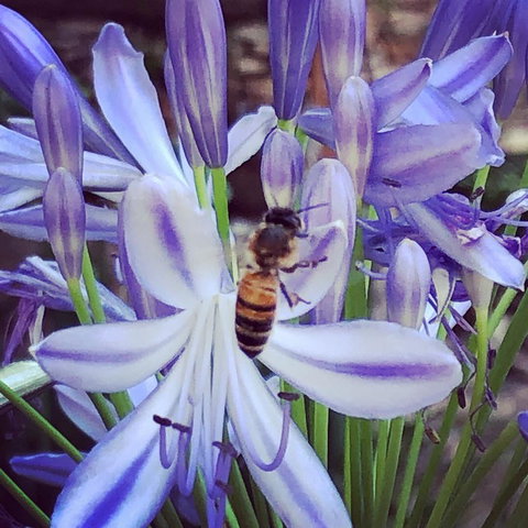 Aldgate Creek Cottage Bed And Breakfast - South Australia Travel 20