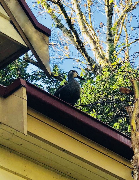 Aldgate Creek Cottage Bed And Breakfast - South Australia Travel 26