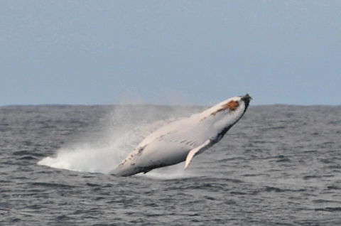 Albany Motel & Apartments - South Australia Travel 19