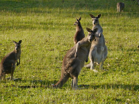 Dungowan Holiday Accommodation - South Australia Travel 27
