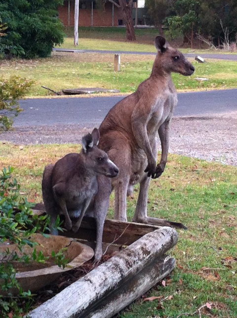 Jetz Bungalow - South Australia Travel 13