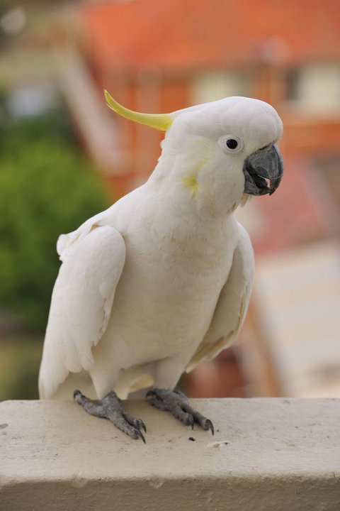 Metro Hotel Miranda - South Australia Travel 17