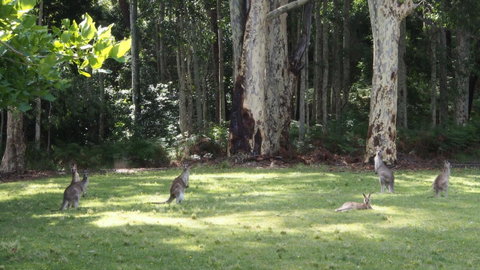 Bundle Hill Cottages - South Australia Travel 15