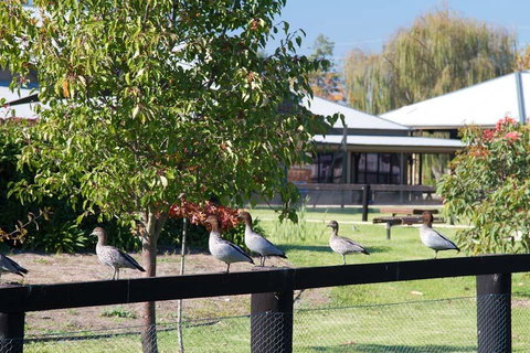 Potters Apartments - South Australia Travel 25