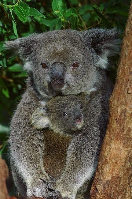 Flynns Beach Resort - South Australia Travel 11