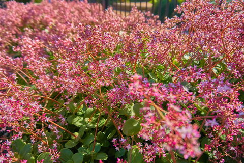 Hunter Oasis - South Australia Travel 37