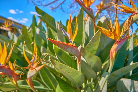 Hunter Oasis - South Australia Travel 33