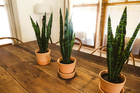 Morpeth Cottage - South Australia Travel 25