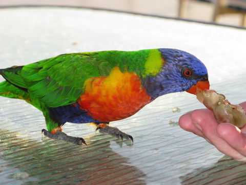 Baywatch Apartments Merimbula - South Australia Travel 22