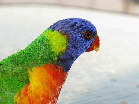 Baywatch Apartments Merimbula - South Australia Travel 23