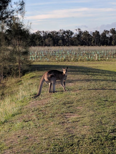 Madigan Wine Country Cottages - South Australia Travel 7