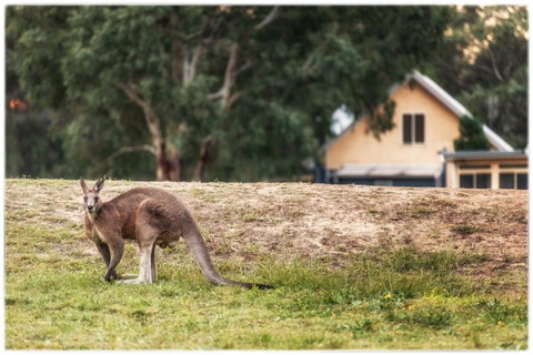 Madigan Wine Country Cottages - South Australia Travel 4
