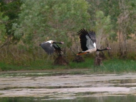 Mercure Kakadu Crocodile - South Australia Travel 31