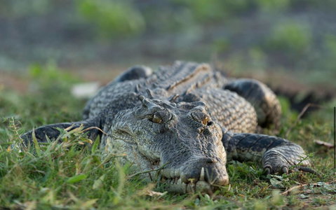Wildman Wilderness Lodge - South Australia Travel 24