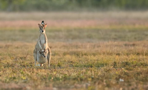 Wildman Wilderness Lodge - South Australia Travel 25