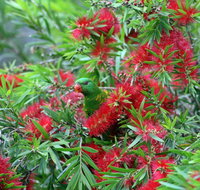 Bottlebrush B  B - South Australia Travel