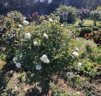 Carisbrook Country Retreat Motel - South Australia Travel