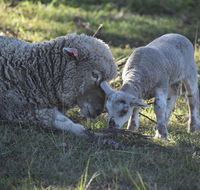 Clandulla Cottages  Farmstay