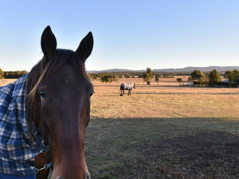 Clydesdale Cottage On Talga With Real Clydesdale Horses - South Australia Travel 0