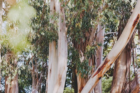 Dalblair Bed & Breakfast - South Australia Travel 2