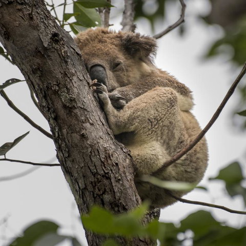 Diamond Waters Caravan Park - South Australia Travel 3