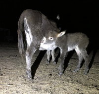 Donkey Tales Farm Cottages - South Australia Travel