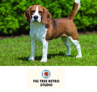 Fig Tree Retro Studio - South Australia Travel