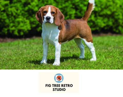 Fig Tree Retro Studio - South Australia Travel 0