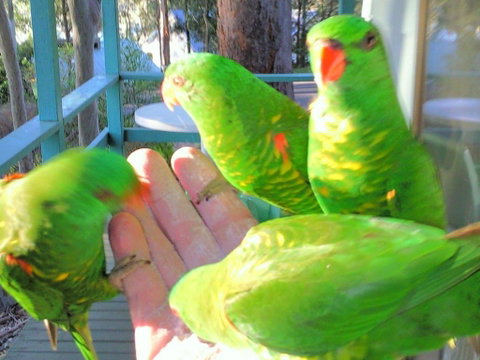 Fyshwicks Cottage - South Australia Travel 3