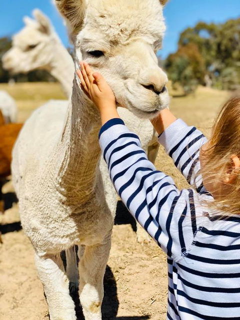 Glenview Alpaca Farm - South Australia Travel 3