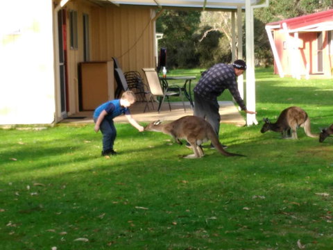 Kalgan River Chalets And Caravan Park - South Australia Travel 0