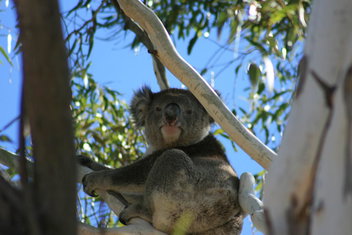 Levi Park Caravan Park with South Australia Travel