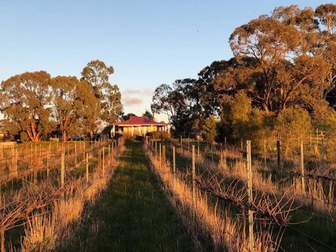 Lillicur Vineyard B&B - South Australia Travel 0
