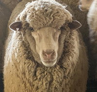 Mascot Cottage - Pet Friendly and Complimentary Breakfast Hamper - South Australia Travel