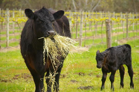 Naimanya Cottage - South Australia Travel 0