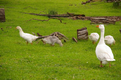 Naimanya Cottage - South Australia Travel 3