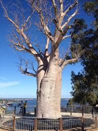 Dunes Scarborough Beach - South Australia Travel 35