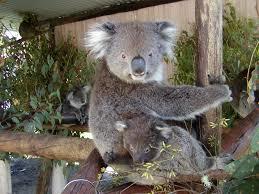 Dunes Scarborough Beach - South Australia Travel 42