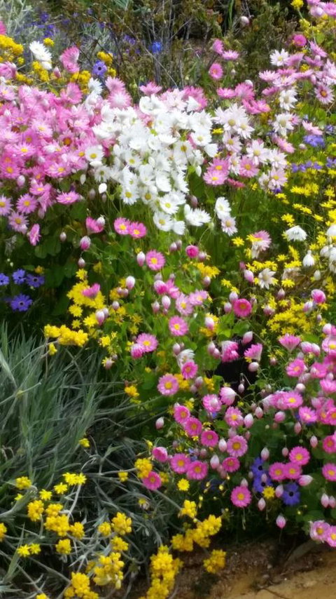 Dunes Scarborough Beach - South Australia Travel 44