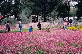 Dunes Scarborough Beach - South Australia Travel 36